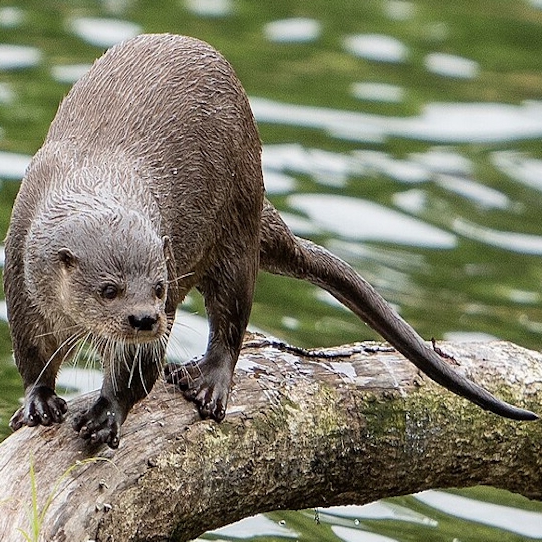 Nutria