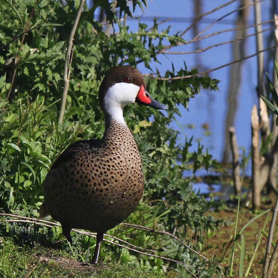 Pato Gargantilla