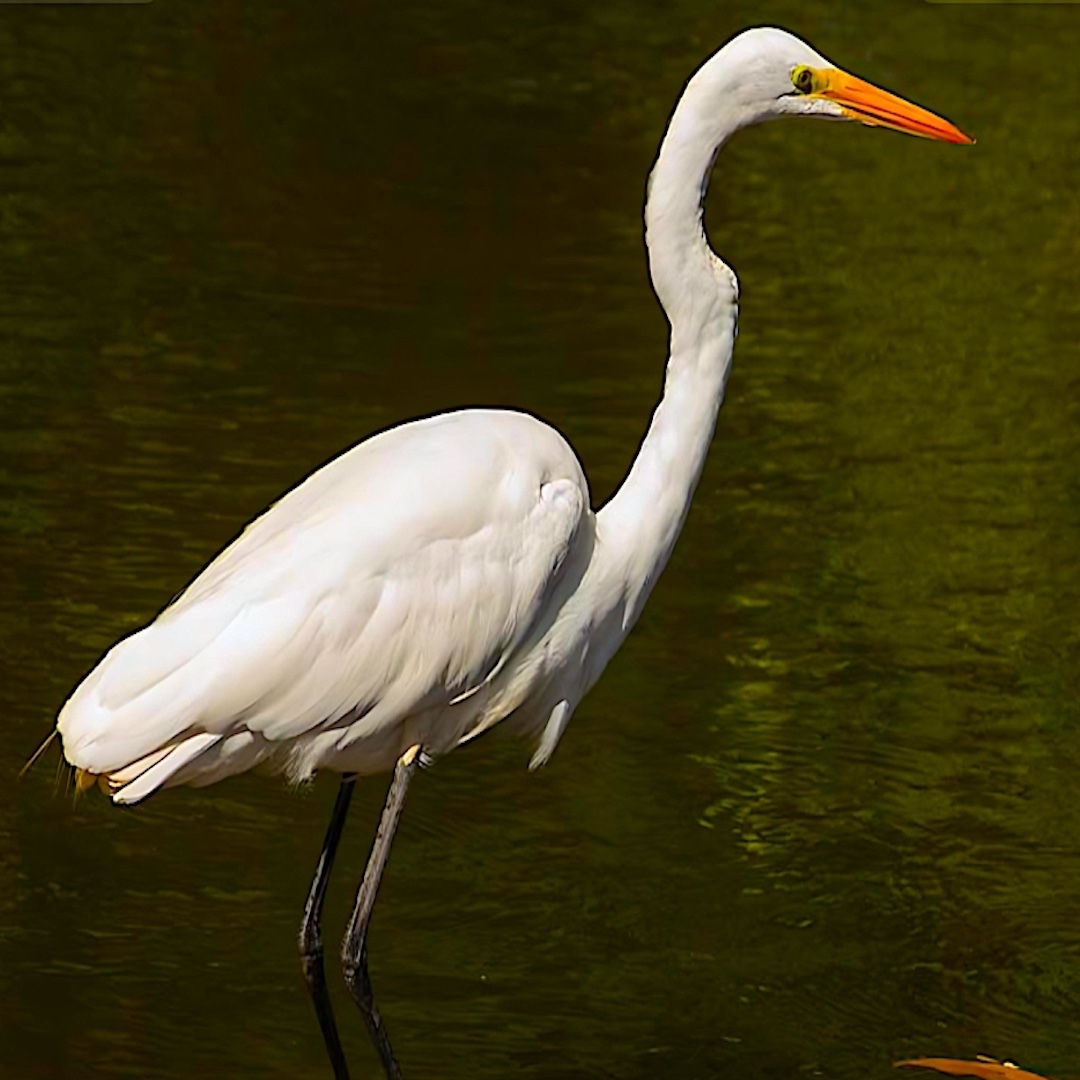 Garza Blanca