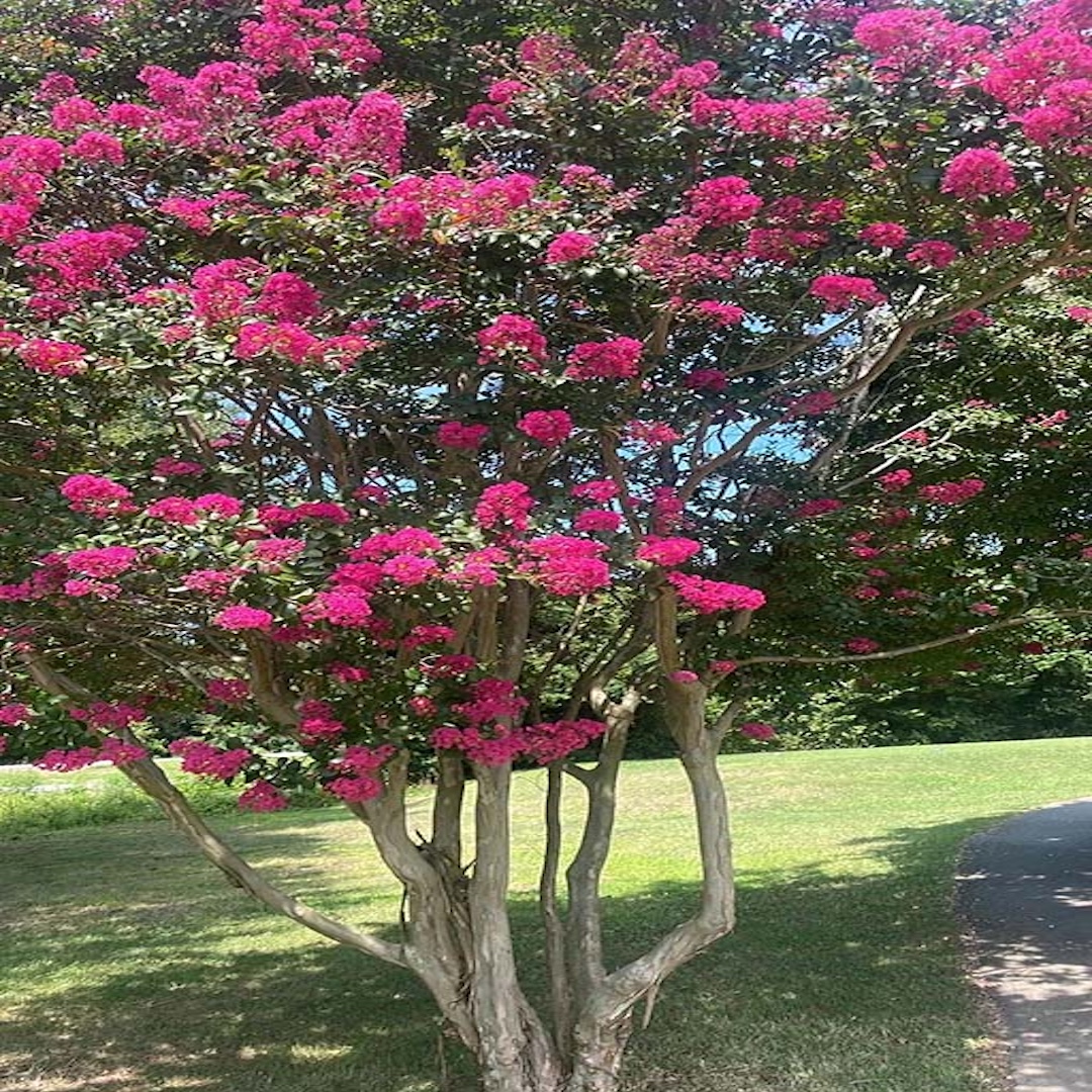 Arbol de Júpiter