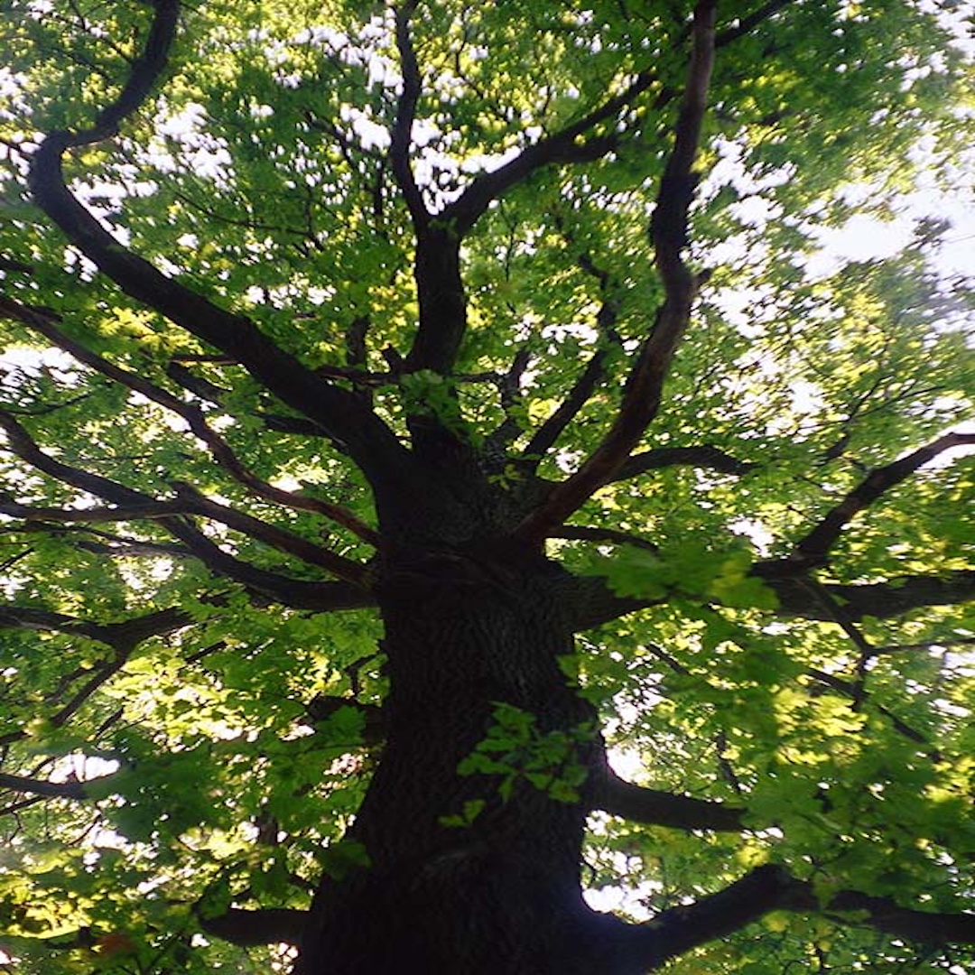 Roble