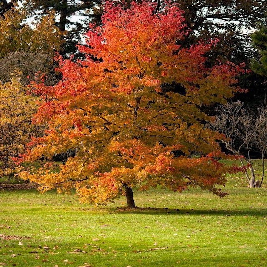 Liquidambar
