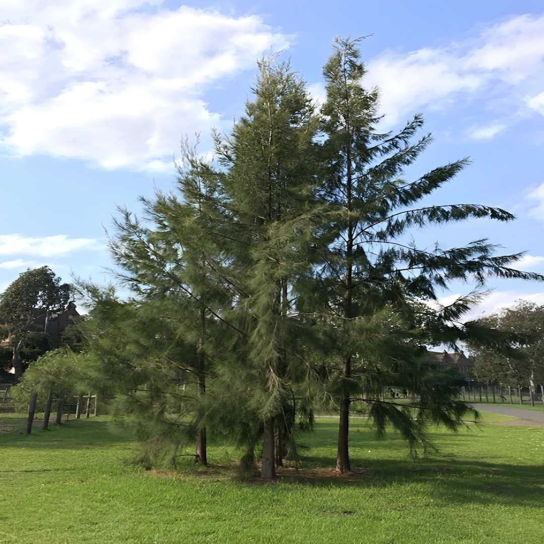 Casuarinas