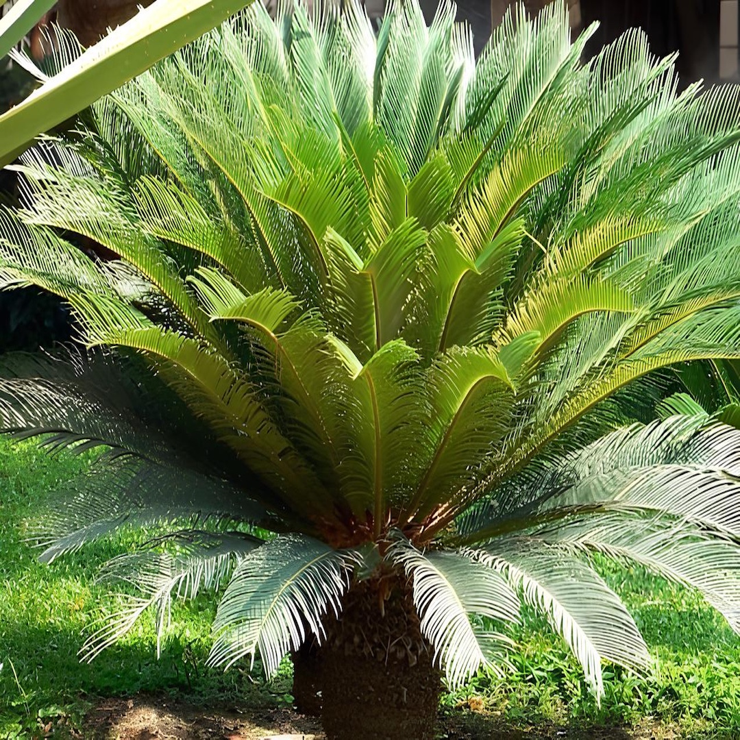 cyca revoluta