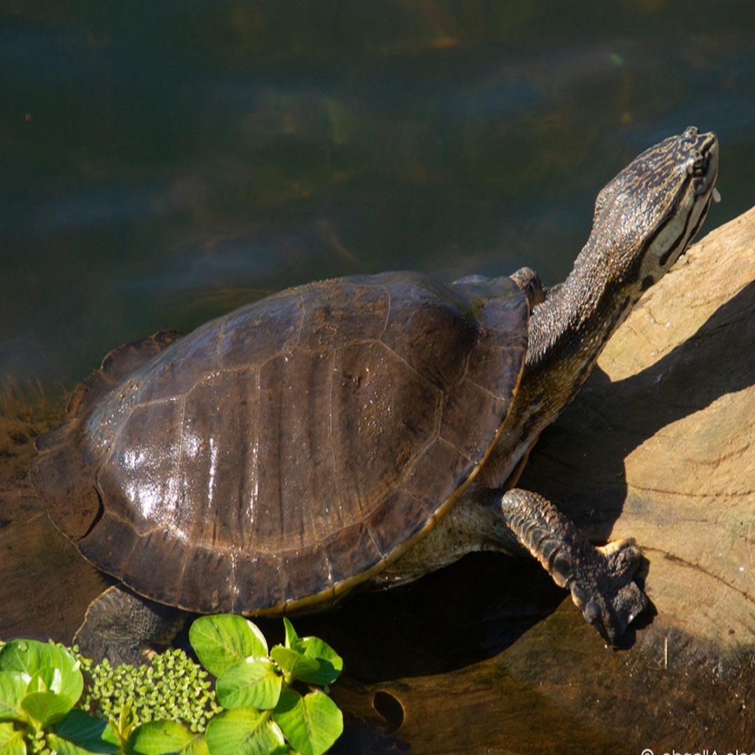 Tortuga de río